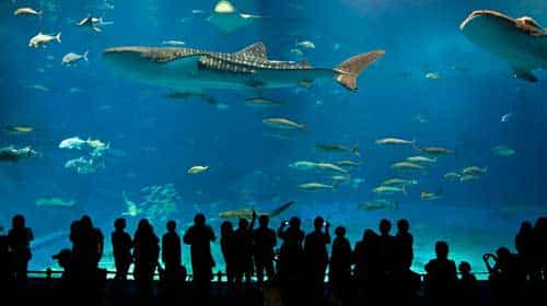 New England Aquarium Live Cams