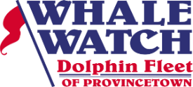 Provincetown - Dolphin Fleet Whale Watch Pier Live Dolphin Whale Watch Providence
