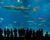 New England Aquarium Live Cams